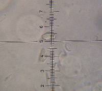 Cyathus fimicola image