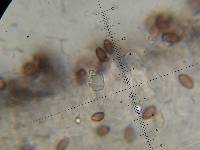 Leratiomyces ceres image