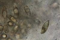 Asterophora parasitica image