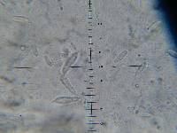 Hypomyces armeniacus image