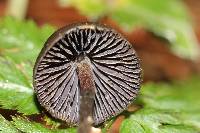 Psilocybe neoxalapensis image