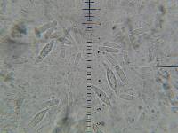 Hypomyces armeniacus image