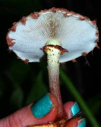 Pholiota polychroa image