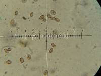Hypholoma lateritium image