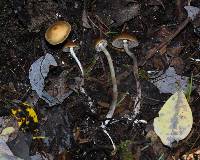 Psilocybe aztecorum image