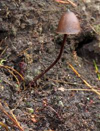 Psilocybe neoxalapensis image