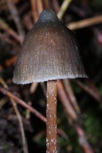 Psilocybe neoxalapensis image