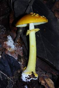 Amanita flavoconia image