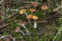 Psilocybe cyanescens image