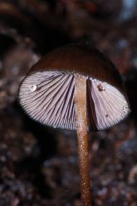 Psilocybe neoxalapensis image