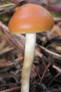 Psilocybe aztecorum image