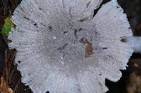 Amanita farinosa image