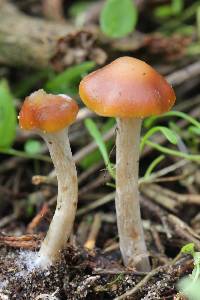 Psilocybe cyanescens image