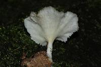 Cotylidia diaphana image