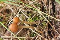 Psilocybe aztecorum image