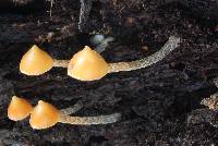 Psilocybe yungensis image