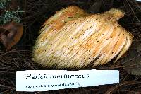Hericium erinaceus image