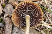 Psilocybe aztecorum image