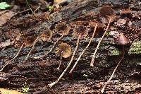 Psilocybe yungensis image