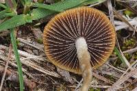 Psilocybe aztecorum image