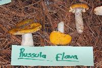 Russula claroflava image