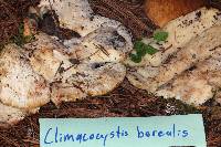 Climacocystis borealis image