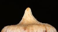 Cortinarius acutus image