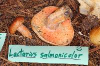 Lactarius salmonicolor image