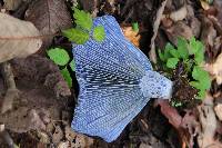 Lactarius indigo image