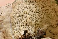 Fomitopsis spraguei image