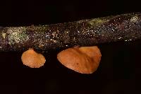 Mycobonia flava image