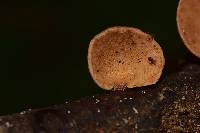 Mycobonia flava image