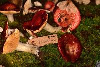 Image of Russula mexicana