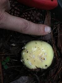 Amanita phalloides image