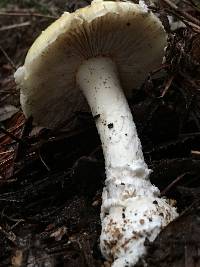 Amanita phalloides image