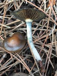 Psilocybe cyanescens image