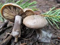 Image of Clitocybe glacialis