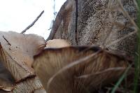 Pleurotus ostreatus image