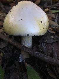 Amanita phalloides image