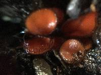 Scutellinia scutellata image