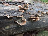 Trametes versicolor image