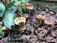 Psilocybe cyanescens image