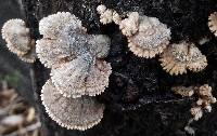 Schizophyllum commune image