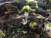 Xylaria hypoxylon image