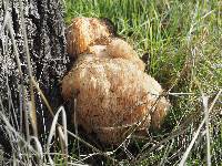 Hericium erinaceus image