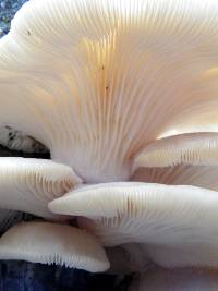 Pleurotus ostreatus image