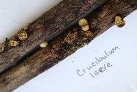 Crucibulum laeve image