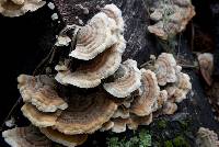 Trametes versicolor image