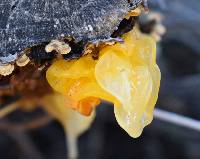 Tremella aurantia image