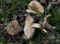 Psathyrella candolleana image